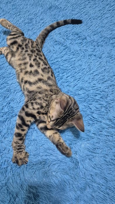 Бенгальские котята