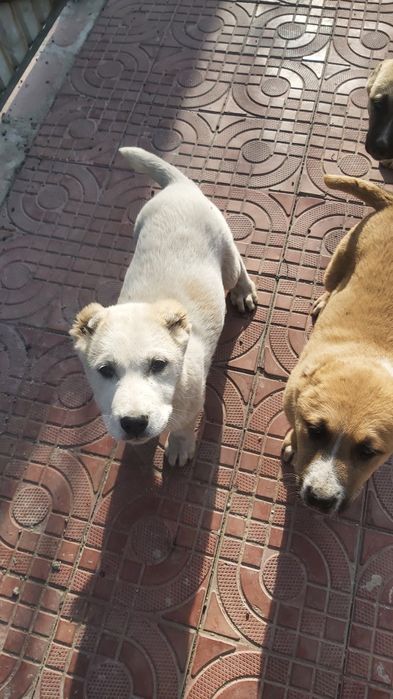 Алабай күшіктері, щенки