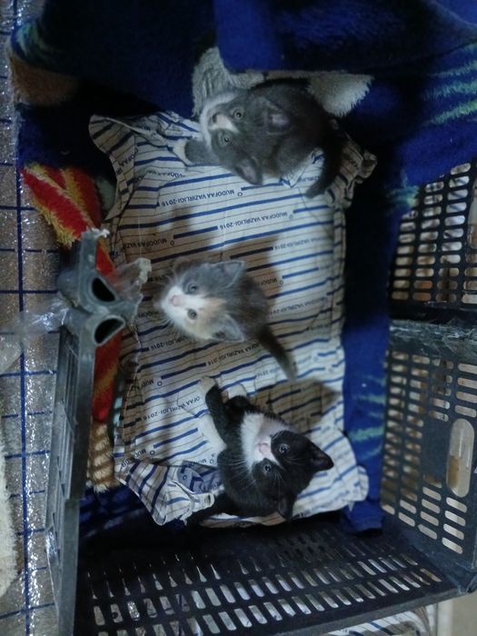 3 кошка домашный
