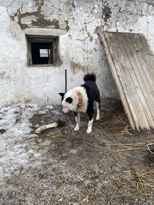 Продам двух лайек