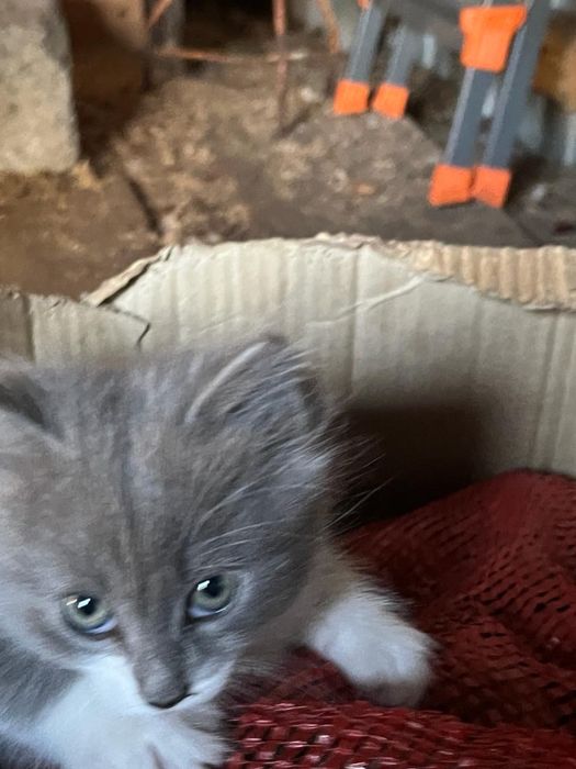 Котята в добрын руки