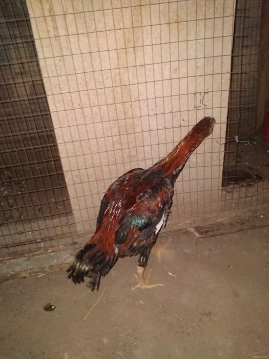 Петух дакан хороших кровеи