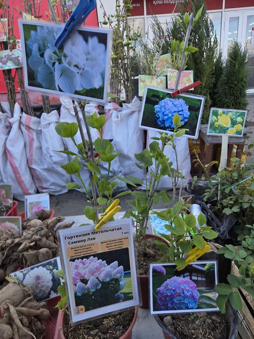 Рассада все виды.