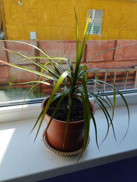 Продам комнатные цветы