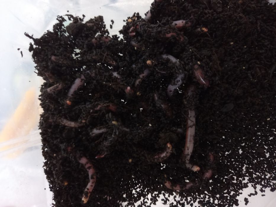 Мотыль, бормаш, опарыш, черви