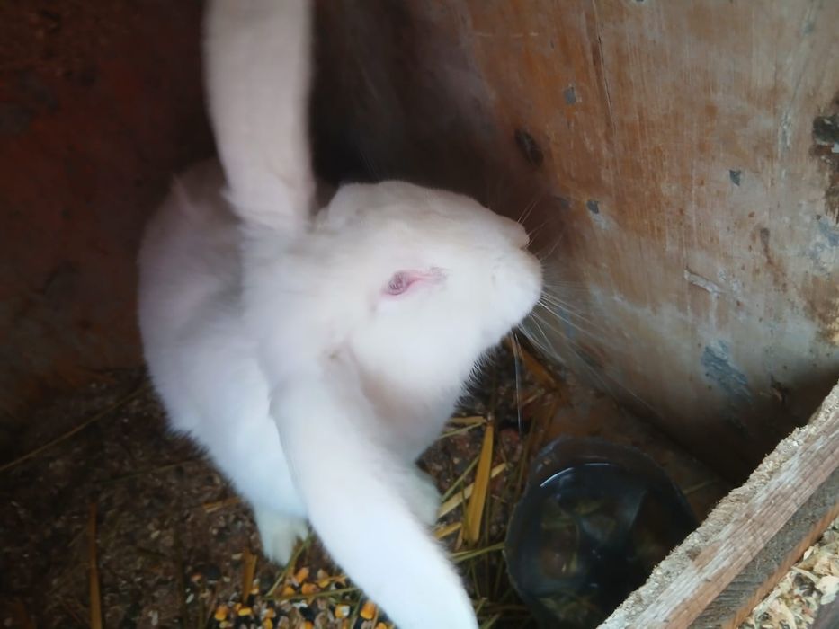 O pereche Urias german rasa pura și un mascul pe alb curcit