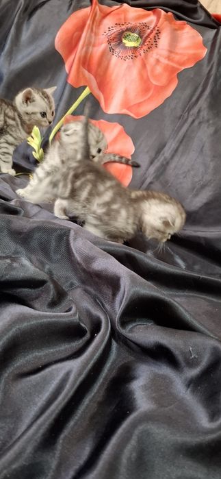 Шикарные вислоухие котята