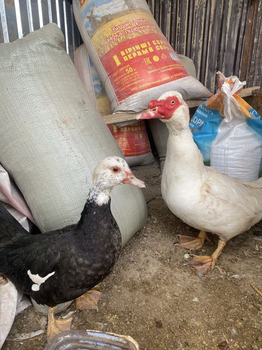 Индоутка пара сатылады