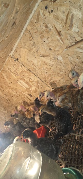 Цыплята несушки доминатн