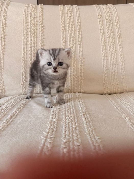 Продам котёнка шотланцец