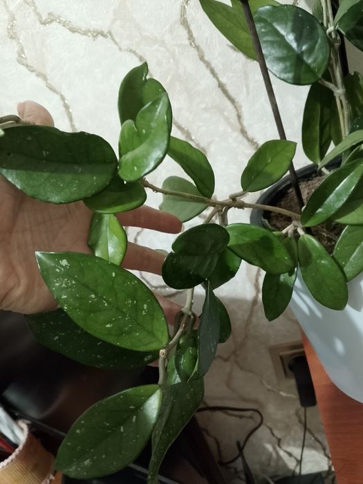 Комнатный цветок- "Хойя"