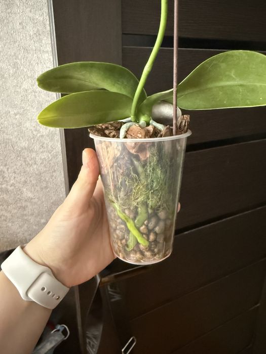 Орхидея фаленопсис