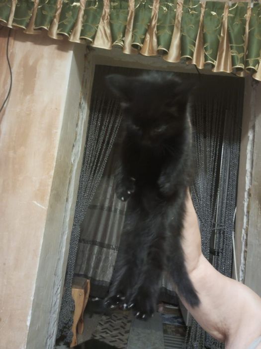 Уникальные и ласковые котята в добрые руки!