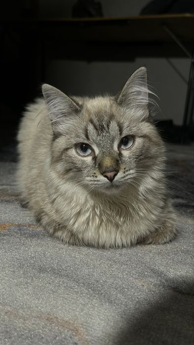 Кошка в добрые руки