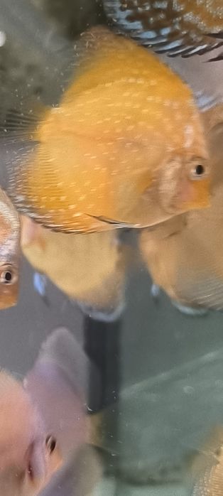 Дискуси подростки