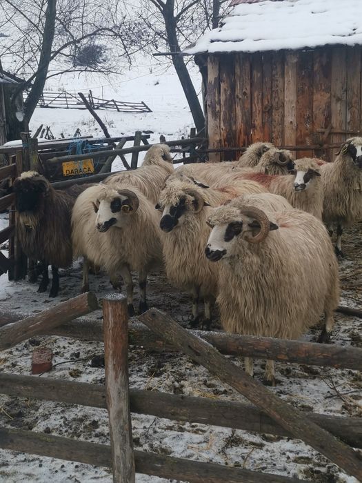 De vanzare.  oi de tinut