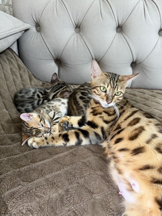 Бенгальская кошка
