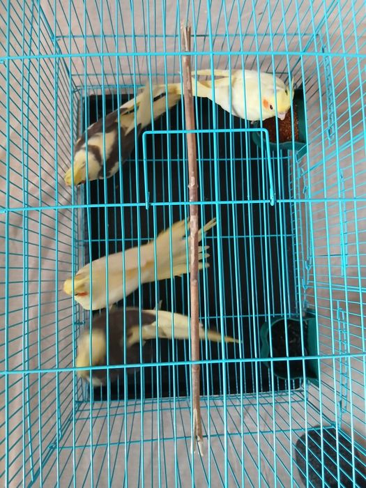 Продам попугай карелла