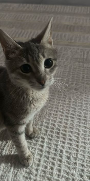 Котенок в добрые руки