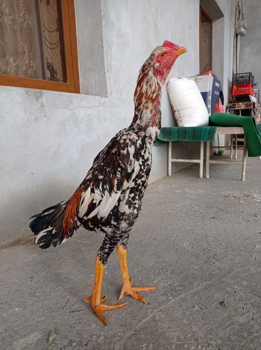 dakan xuroz sotiladi