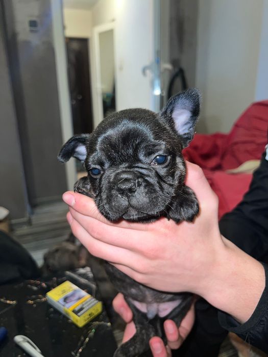 Търсим си любящи семейства