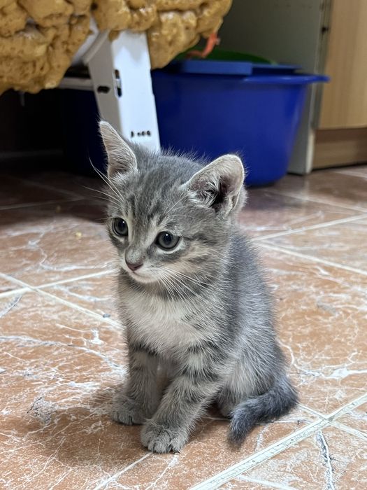 Ласковые котята ищут хозяина