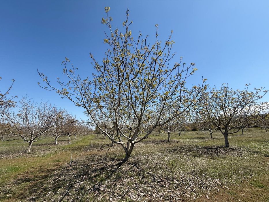 Продава се Земеделски имот в Перущица -  кв.м за 2307 €/дка - Снимка #9