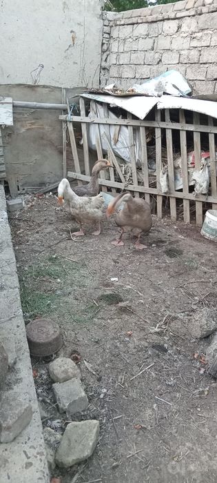 Bostirish un Ukrain gigant parodali g'oz tuxumlari sotiladi