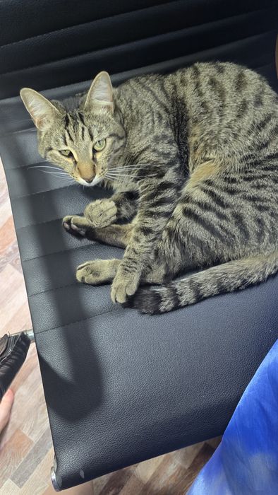 Котик Вася ищет новых любящих хозяев