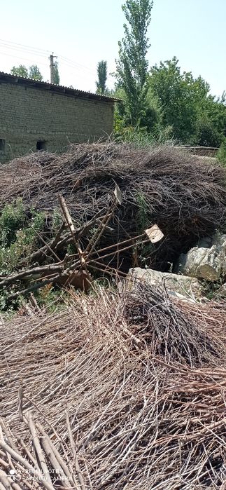 Курук Урик шохлари бор Катта Катта байламда 5000дона байламда бор
