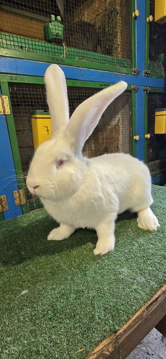 Urias German de vanzare