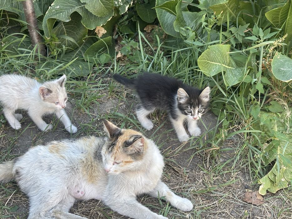 Котята крысоловы