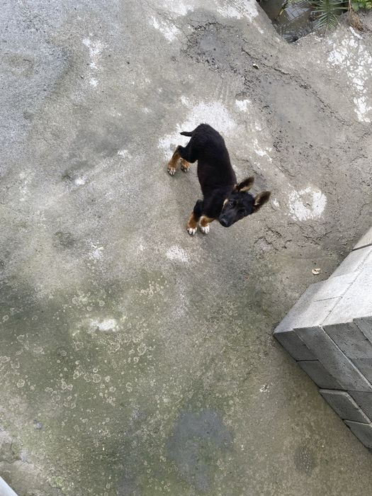 Toza Nemis avcharka