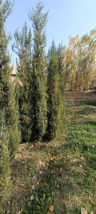 Арча сотилади 3 йиллик. буйи 1 метрдан 3 метргача