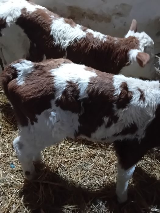 Taurasi și vitele baltati și angus