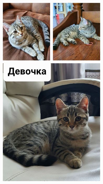 Котята шотландской вислоухой