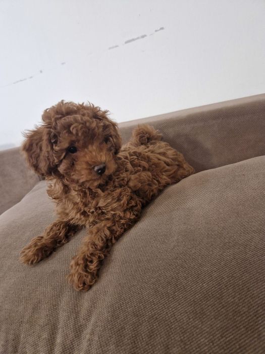 Бебенце пудел той