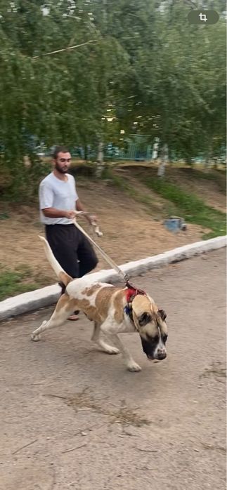 Шерхан легендарный алабай сао