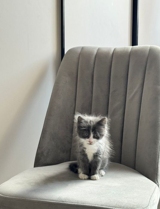 Отдам котят миленький
