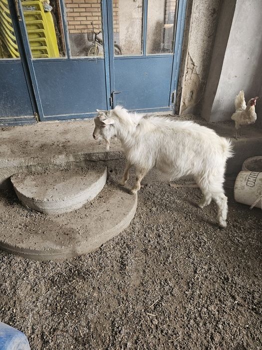 Подажа козы, эчкилар сотилади