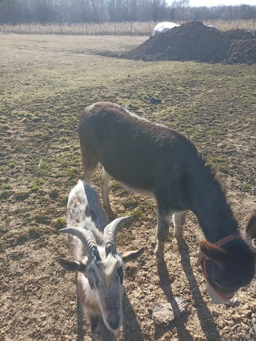 Vând măgăriță, în vârstă de doi ani.”