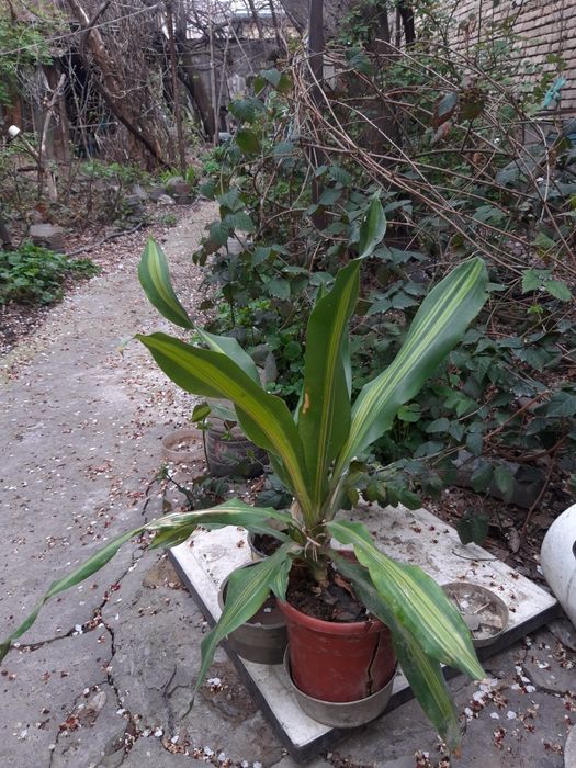 Комнатные цветы дешево