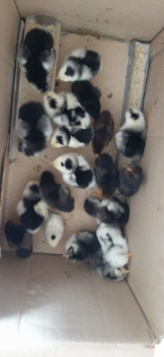 Pui rasa pita pinta asturiana