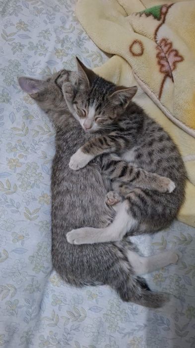 Отдам котят в добрые руки
