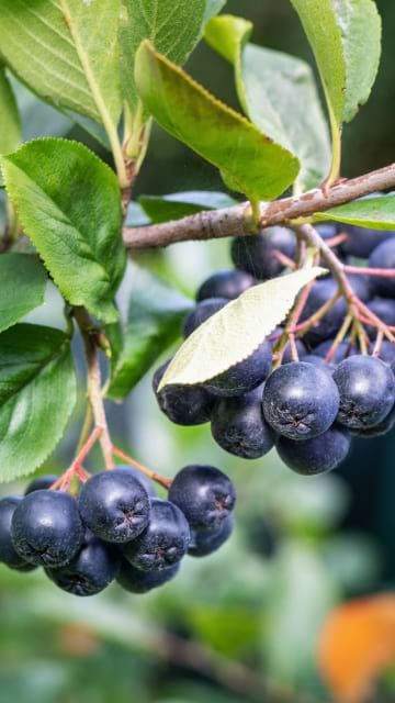 Arbusti Fructiferi (Aronia )