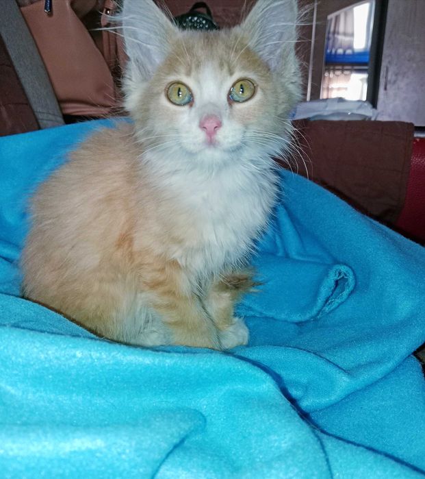 Отдам котенка мальчик
