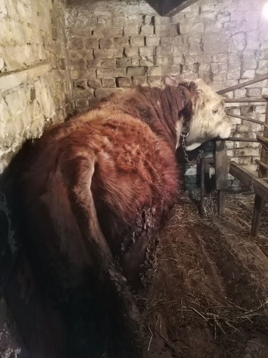 Продам бычка срочно