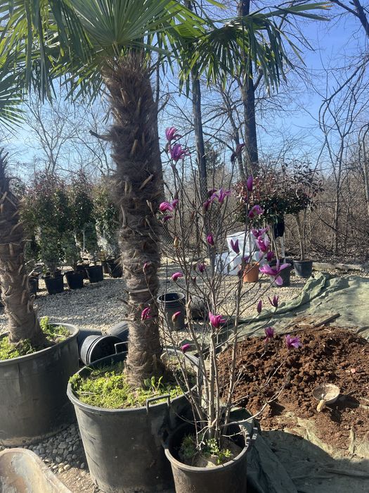 Magnolia ceva spectaculos