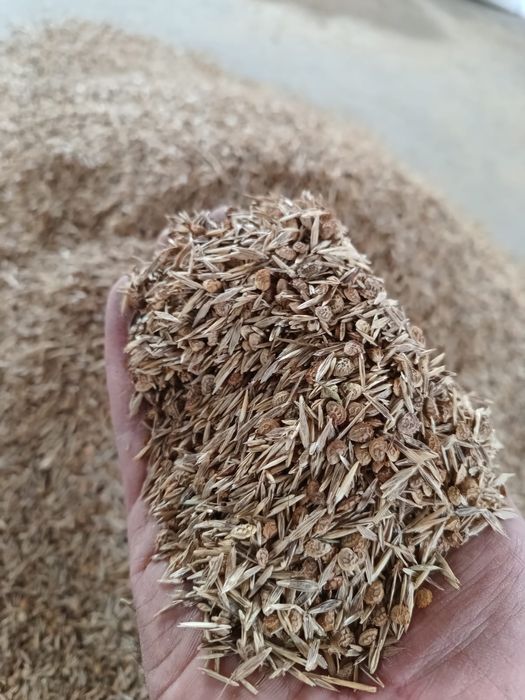 Sămânță Lucerna Certificata, Trifoi, Sparceta, Mazariche, iarba, Amestec furajer,, Grâu,Orz, Triticale