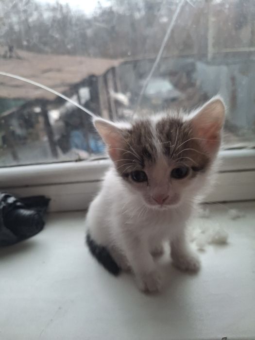 Отдам 2 маленький котят 2 девочки кушают все 1 месяц им. Хорошие руки.